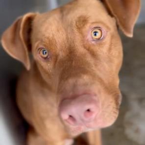 Enlarge Rex, a Adoptable mixed breed in Pasadena, CA image 1/5
