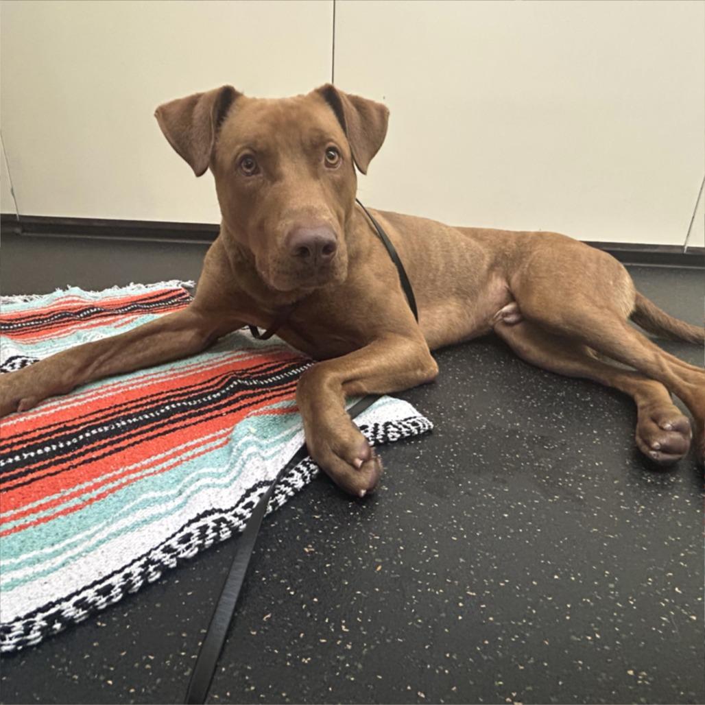 Enlarge Rex, a Adoptable mixed breed in Pasadena, CA image 2/5