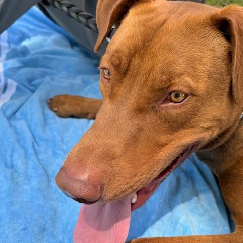 Rex, Adoptable, Adult Male Pit Bull Terrier & Mixed Breed.