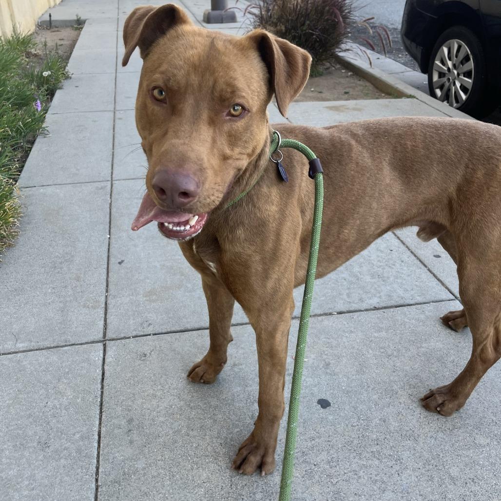 Enlarge Rex, a Adoptable mixed breed in Pasadena, CA image 3/5
