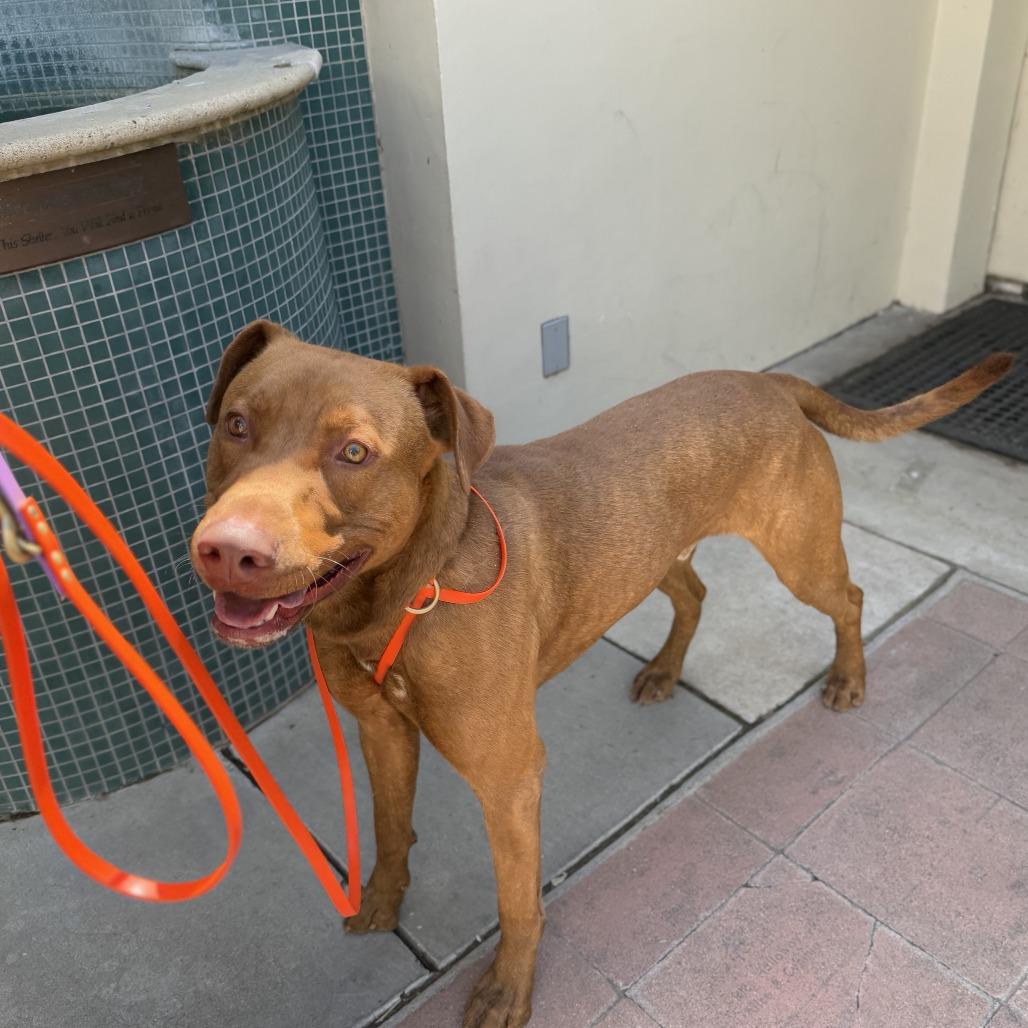 Rex, a Adoptable mixed breed in Pasadena, CA image 3/5