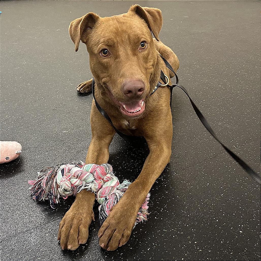Enlarge Rex, a Adoptable mixed breed in Pasadena, CA image 4/5