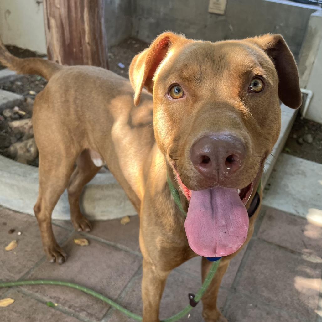 Rex, a Adoptable mixed breed in Pasadena, CA image 5/5
