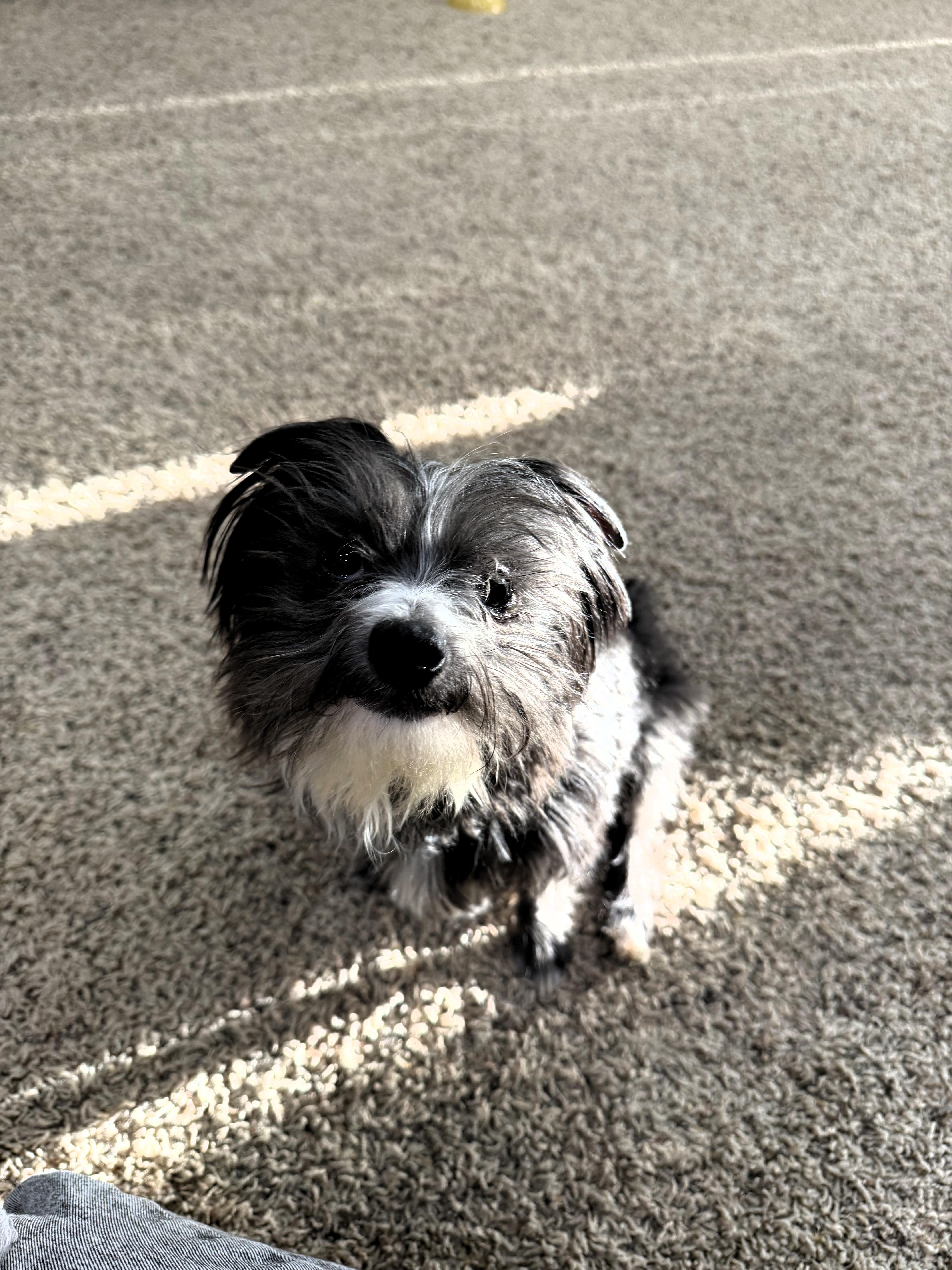 Albus Dumbledore, a ADOPTABLE Terrier in Salt Lake City, UT image 5/6