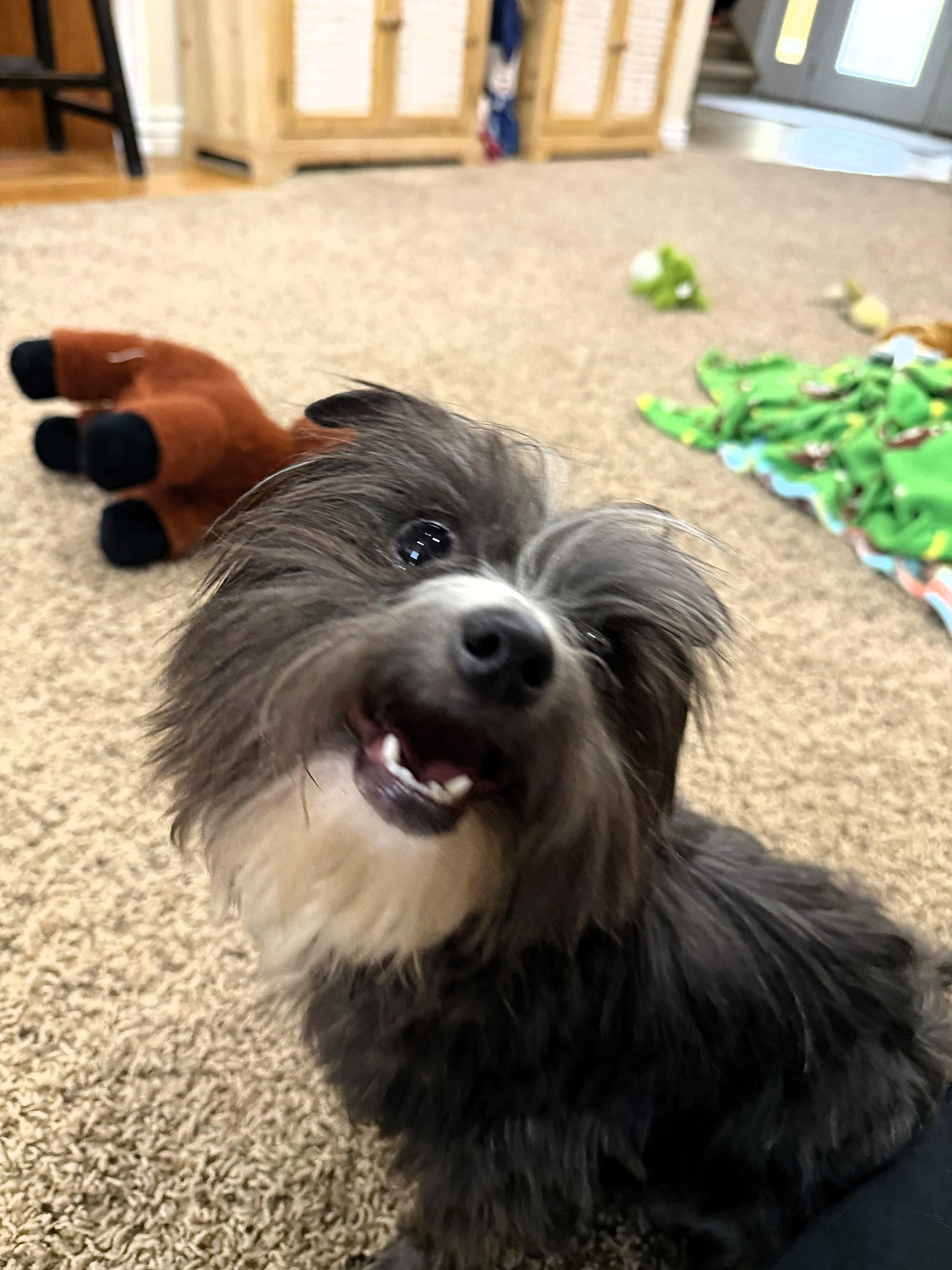 Albus Dumbledore, a ADOPTABLE Terrier in Salt Lake City, UT image 3/6