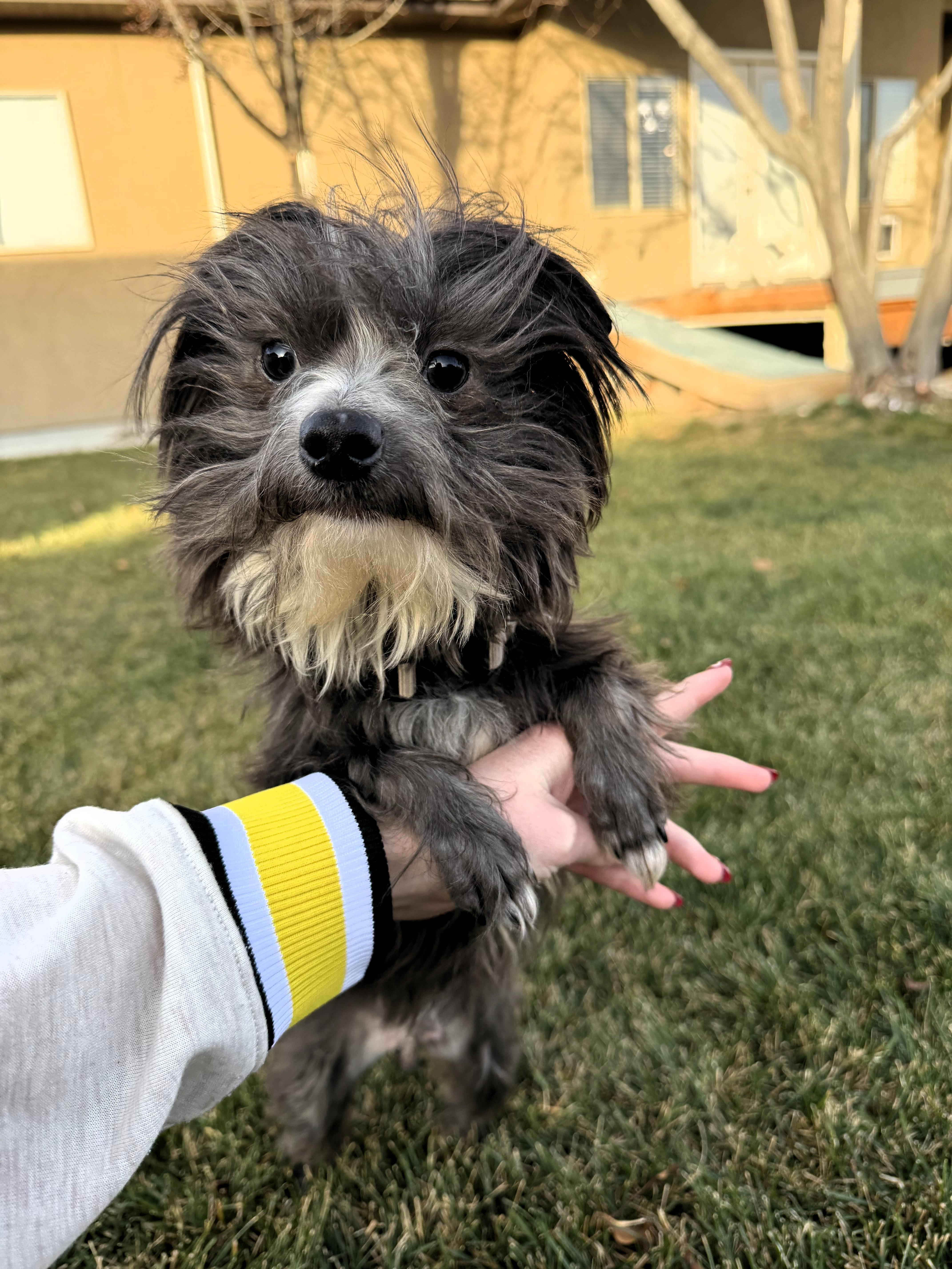 Albus Dumbledore, a ADOPTABLE Terrier in Salt Lake City, UT image 2/6