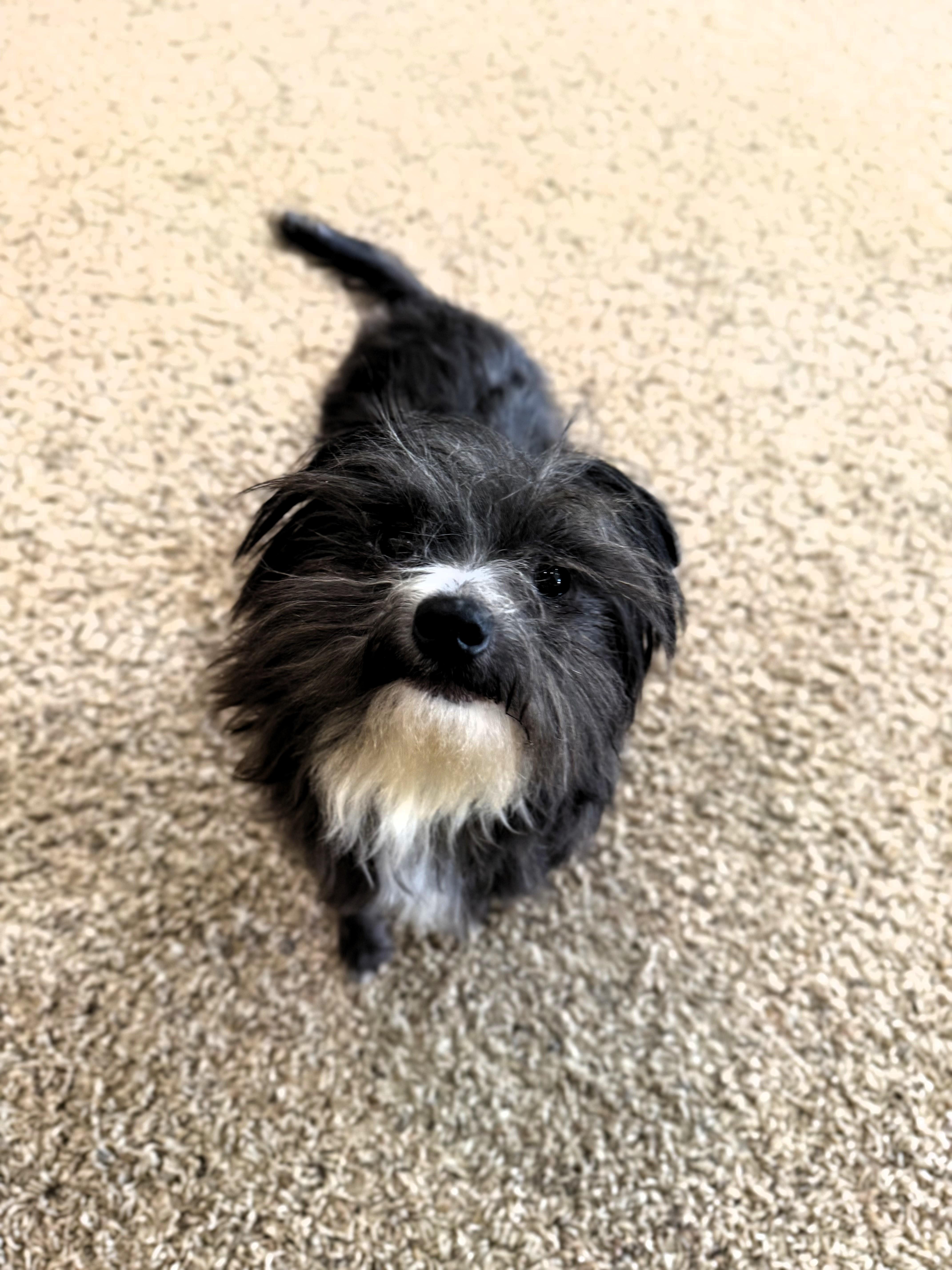Albus Dumbledore, a ADOPTABLE Terrier in Salt Lake City, UT image 4/6