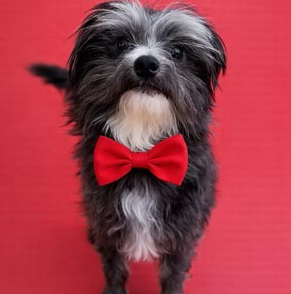 Albus Dumbledore, a ADOPTABLE Terrier in Salt Lake City, UT image 1/6