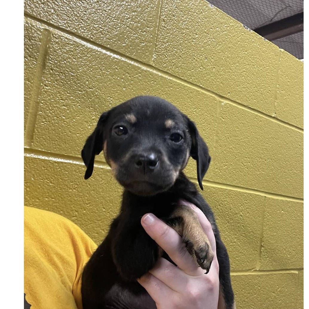 Evie, Adoptable, Puppy Female Dachshund & Miniature Pinscher.
