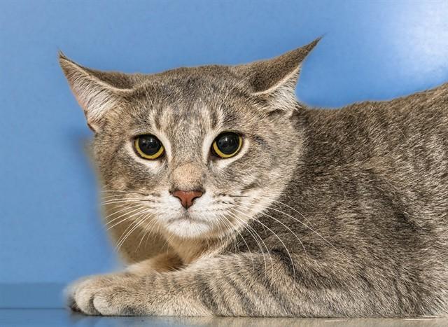 GRABEY, Adoptable, Young Male Domestic Short Hair.