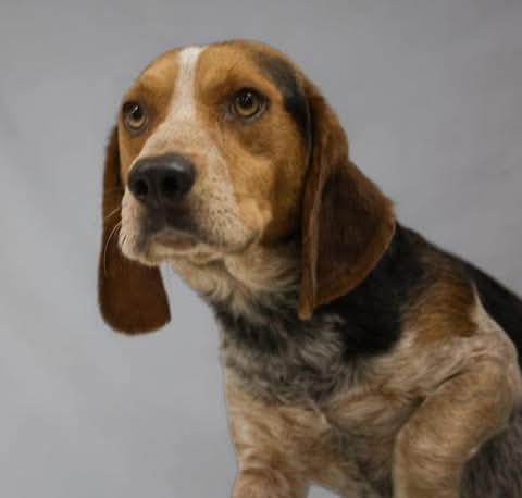 Jerry, ADOPTABLE, Adult Male Beagle.