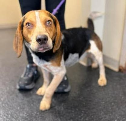 Enlarge Jerry, a ADOPTABLE Beagle in Lexington, MA image 2/3