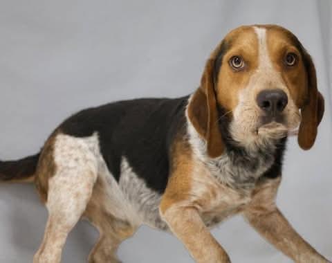 Enlarge Jerry, a ADOPTABLE Beagle in Lexington, MA image 3/3