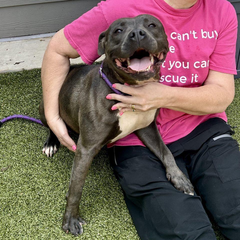 Lynne, Adoptable, Adult Female Pit Bull Terrier.