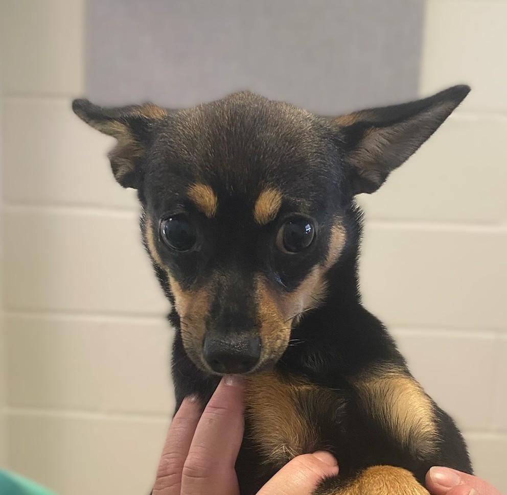 Violet, adopted, Young Female Chihuahua.