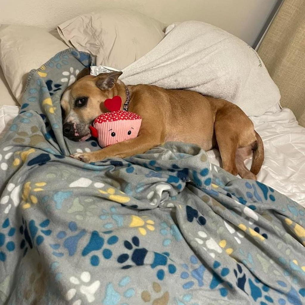 Libby, Adoptable, Senior Female Mixed Breed.