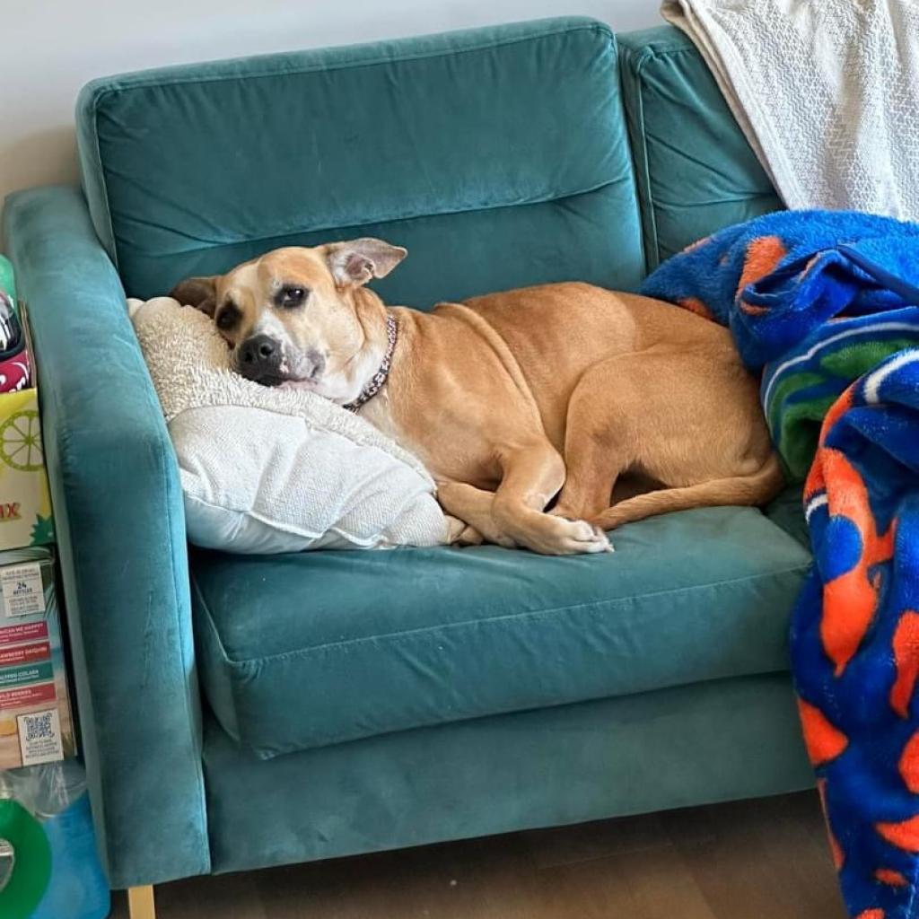 Enlarge Libby, a Adoptable Mixed Breed in Gainesville, FL image 3/6