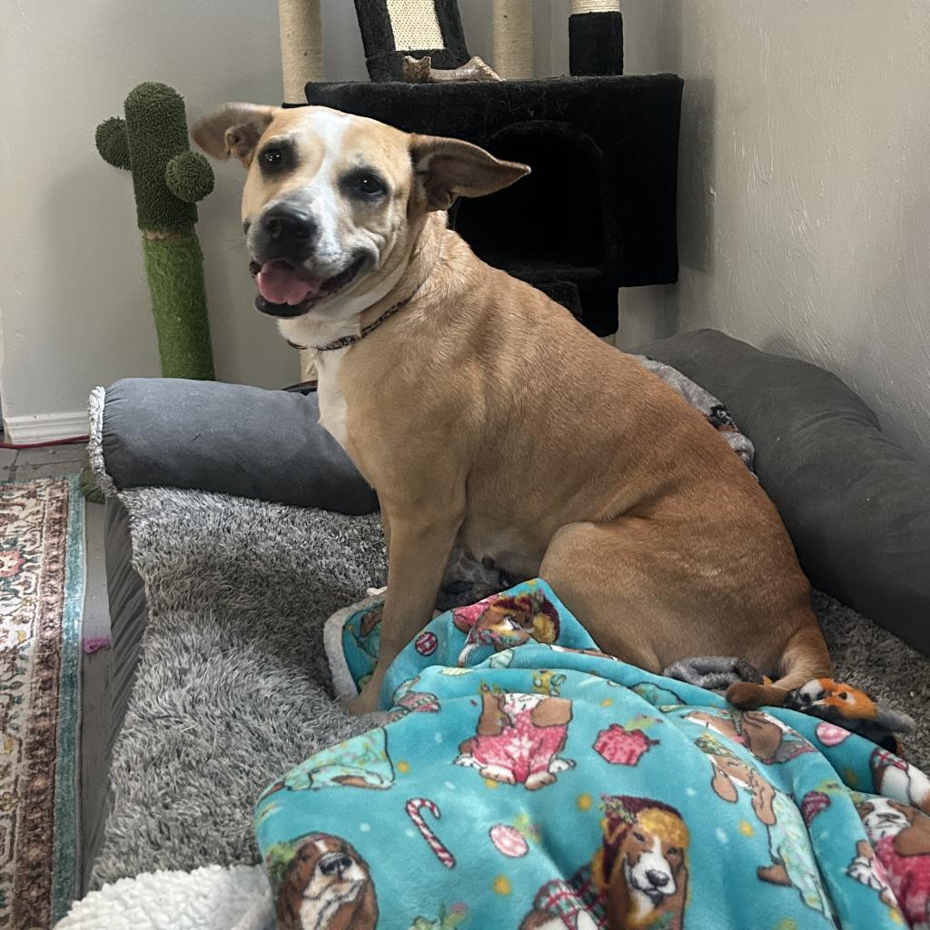 Enlarge Libby, a Adoptable Mixed Breed in Gainesville, FL image 4/6