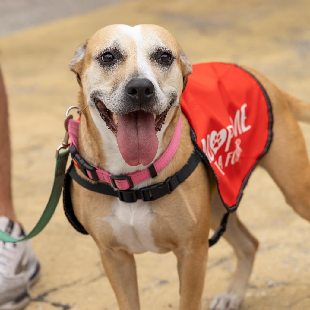 Enlarge Libby, a Adoptable Mixed Breed in Gainesville, FL image 5/6