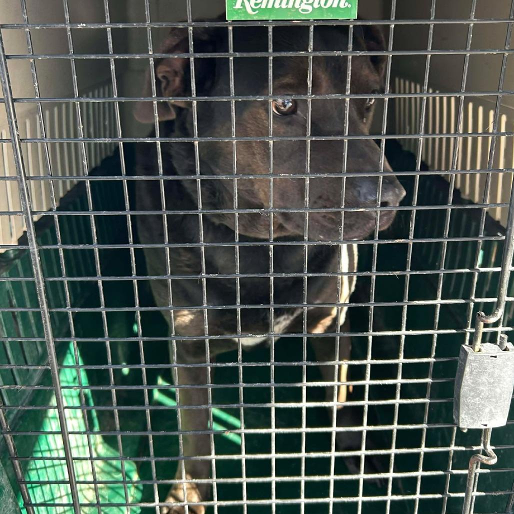 Mayor Maywho, Adoptable, Adult Male Mixed Breed.