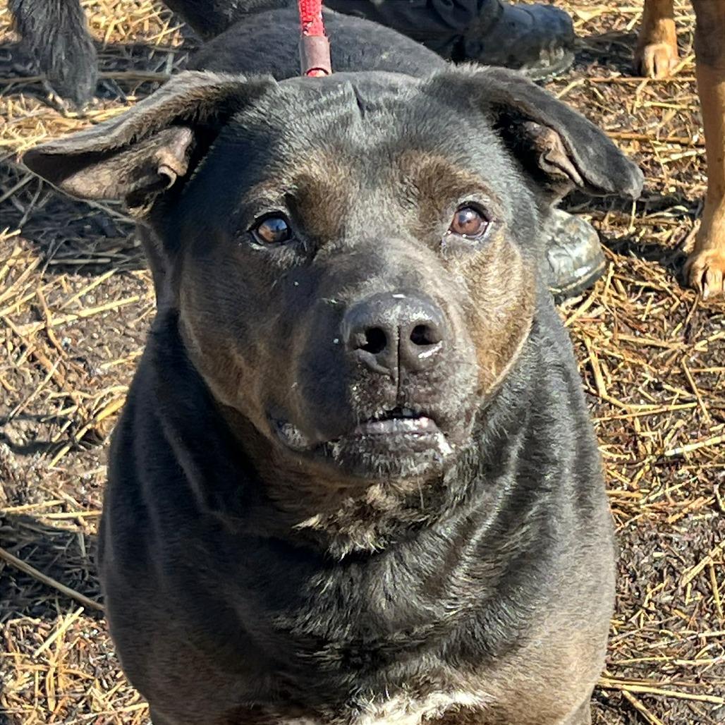 Mayor Maywho, a Adoptable Mixed Breed in Huntington, WV image 2/6