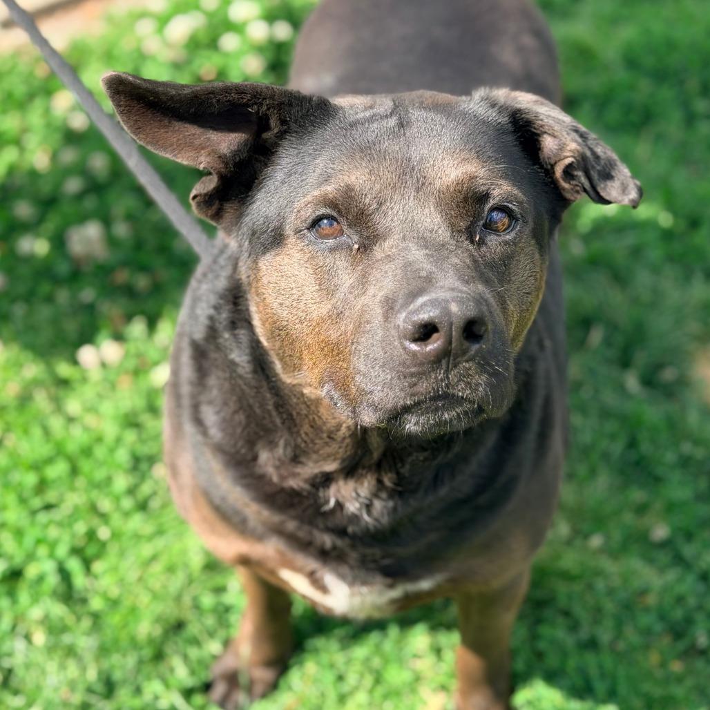 Mayor Maywho, a Adoptable Mixed Breed in Huntington, WV image 3/6