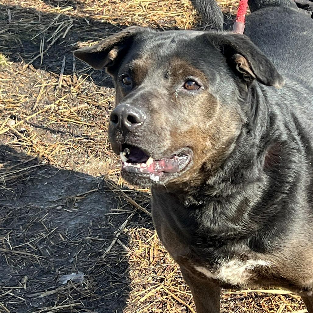 Mayor Maywho, a Adoptable Mixed Breed in Huntington, WV image 4/6