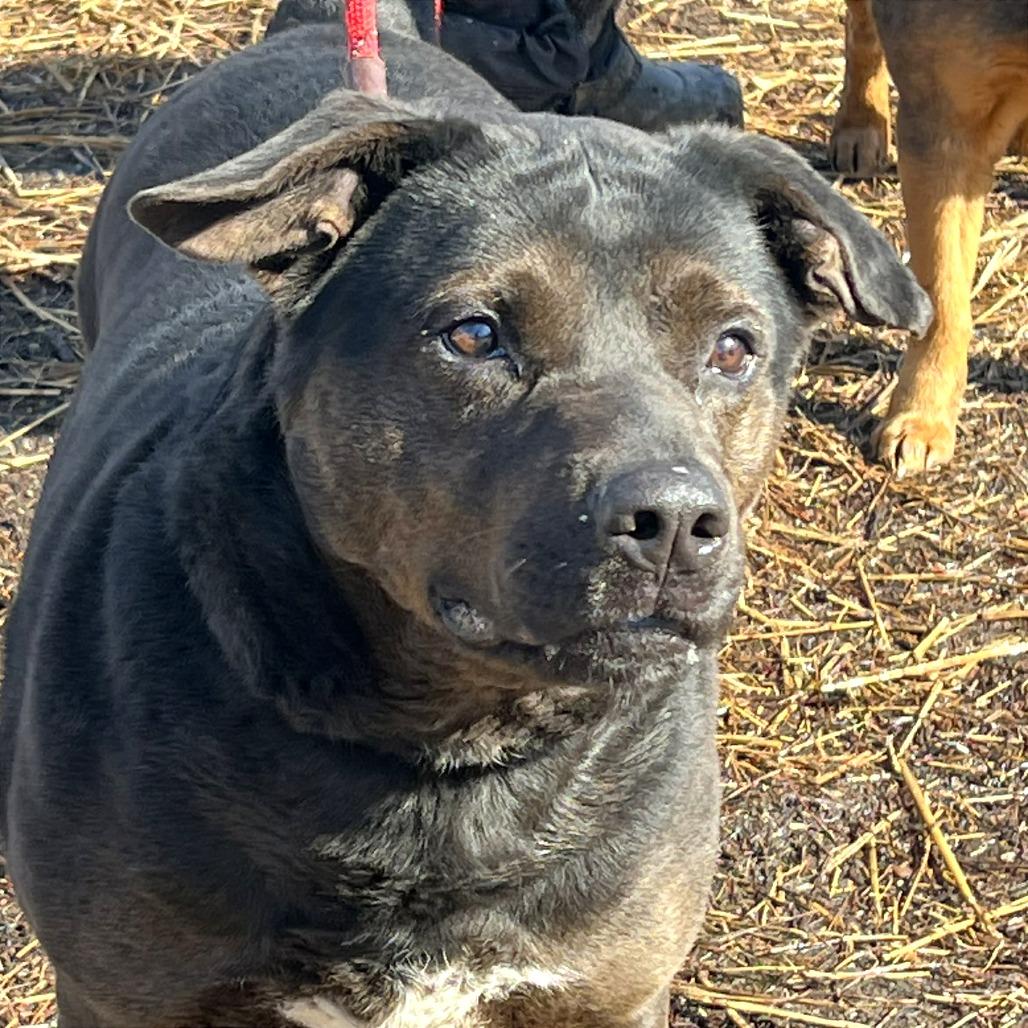 Mayor Maywho, a Adoptable Mixed Breed in Huntington, WV image 5/6