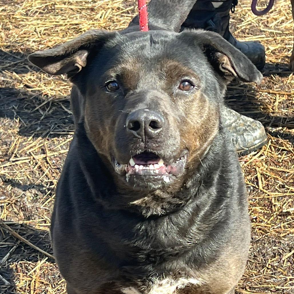 Mayor Maywho, a Adoptable Mixed Breed in Huntington, WV image 6/6