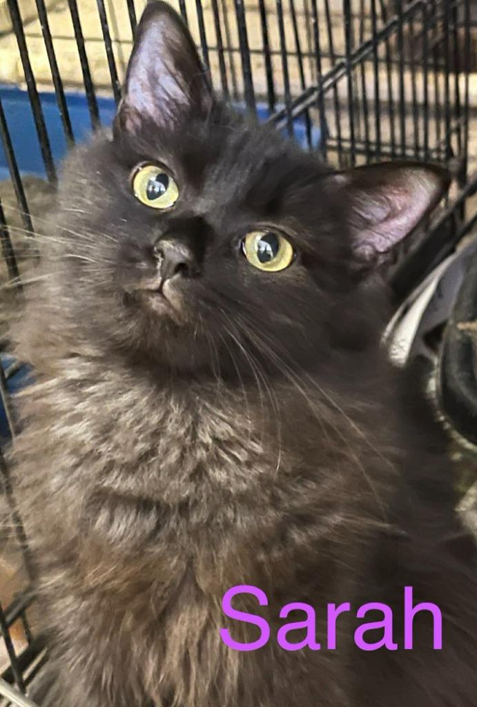 Sarah Helen, Adoptable, Young Female Domestic Long Hair.