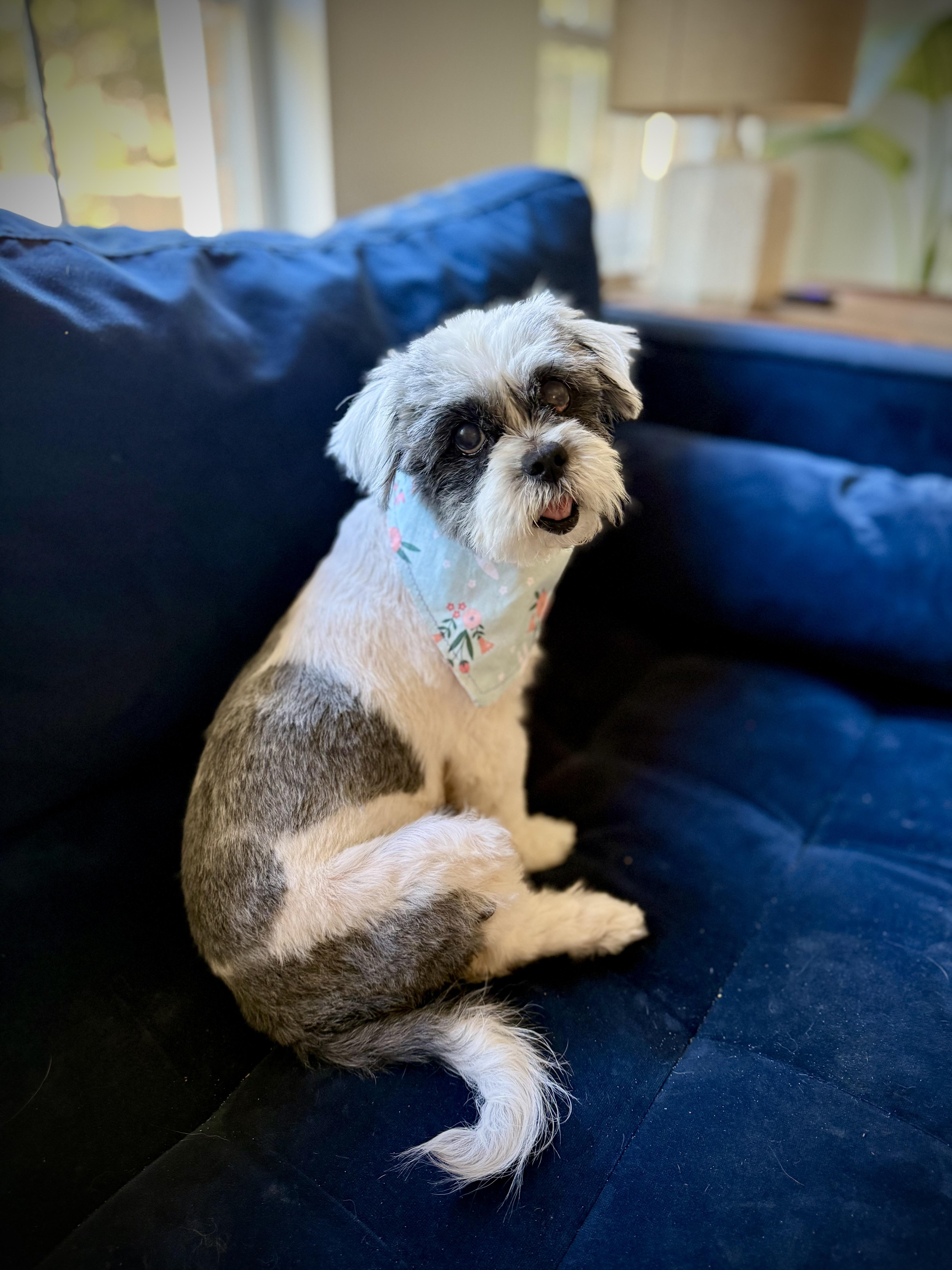 Enlarge Della, a ADOPTABLE Shih Tzu in Milton, FL image 3/6