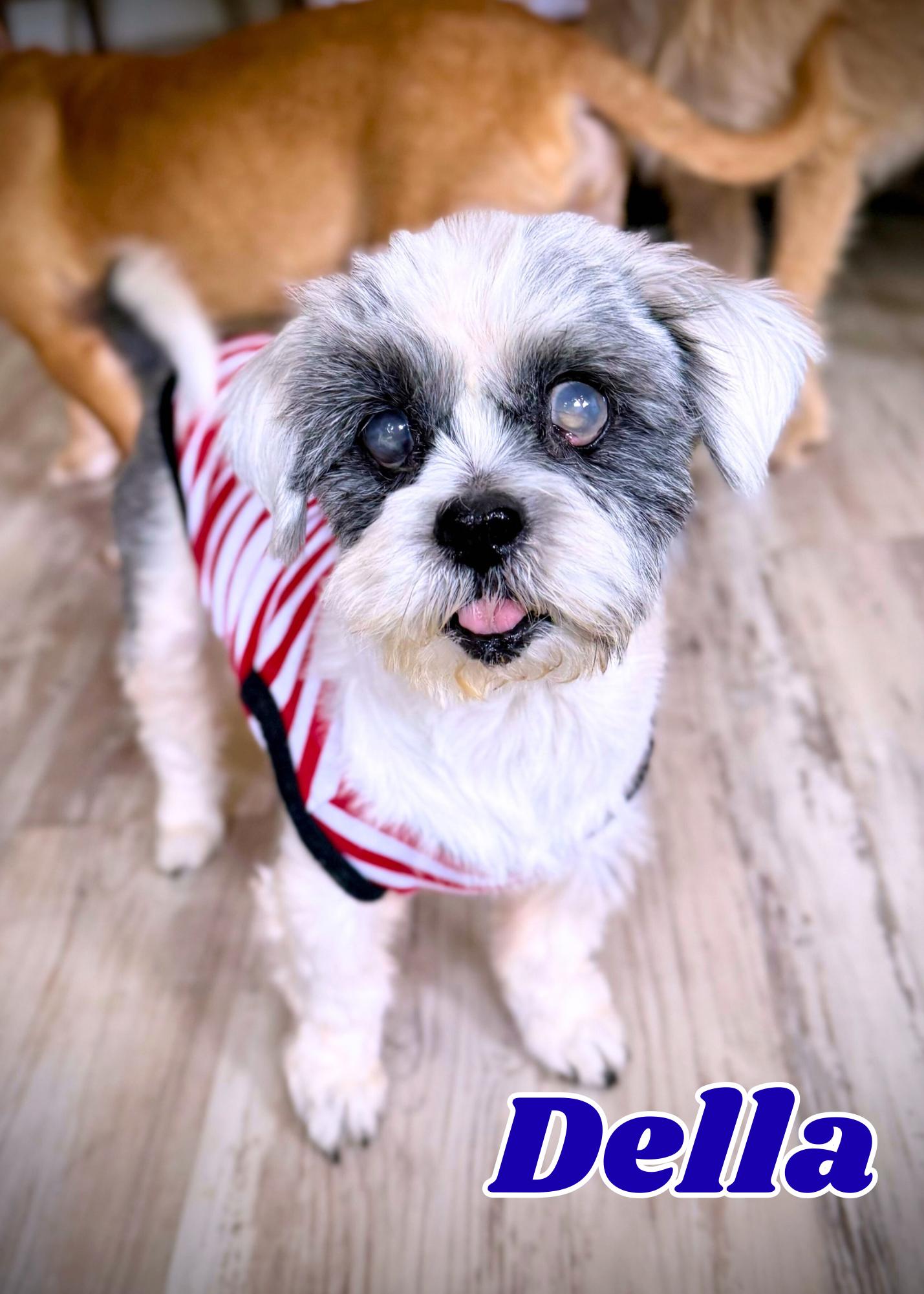 Enlarge Della, a ADOPTABLE Shih Tzu in Milton, FL image 2/6