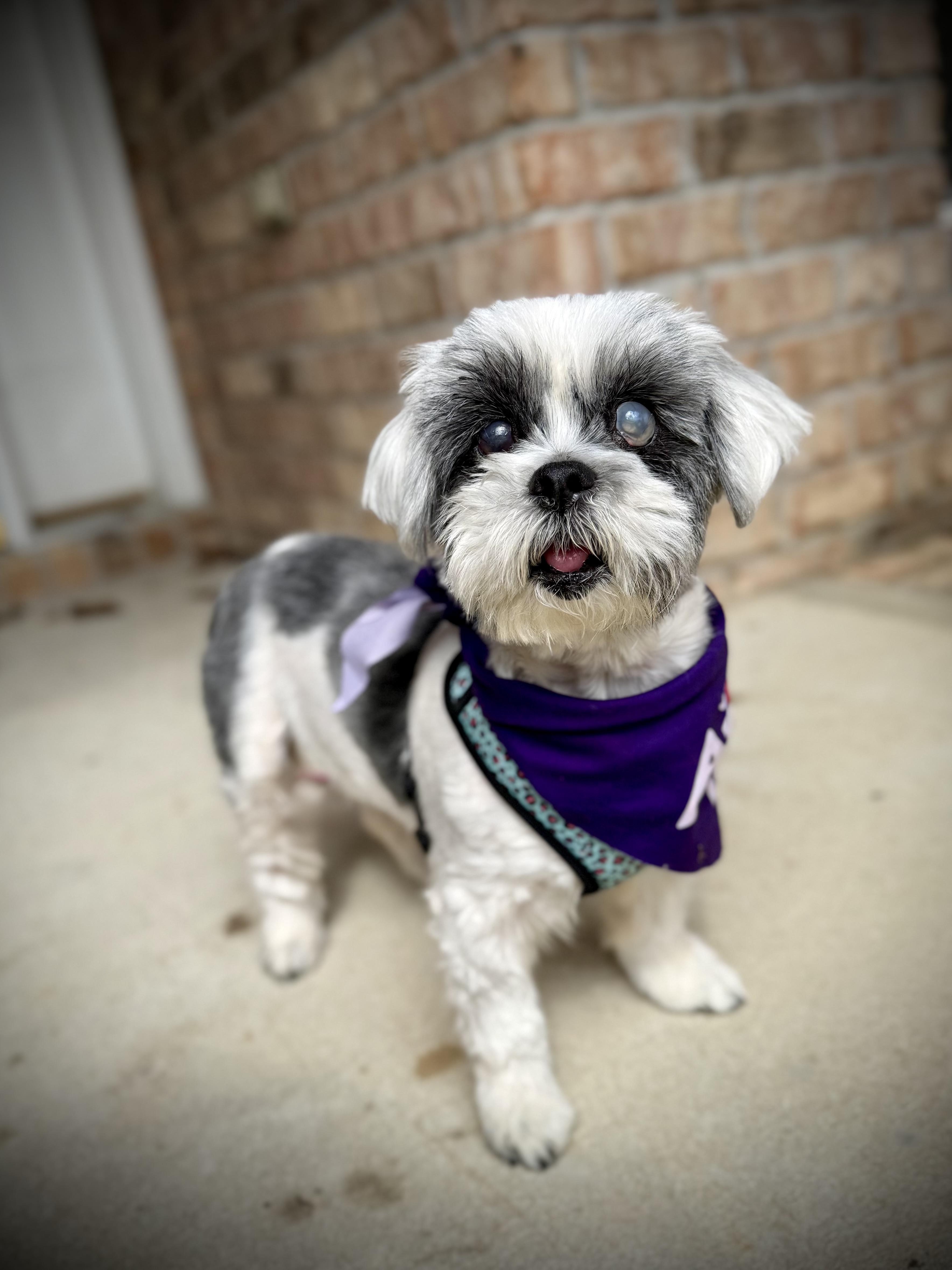 Enlarge Della, a ADOPTABLE Shih Tzu in Milton, FL image 5/6
