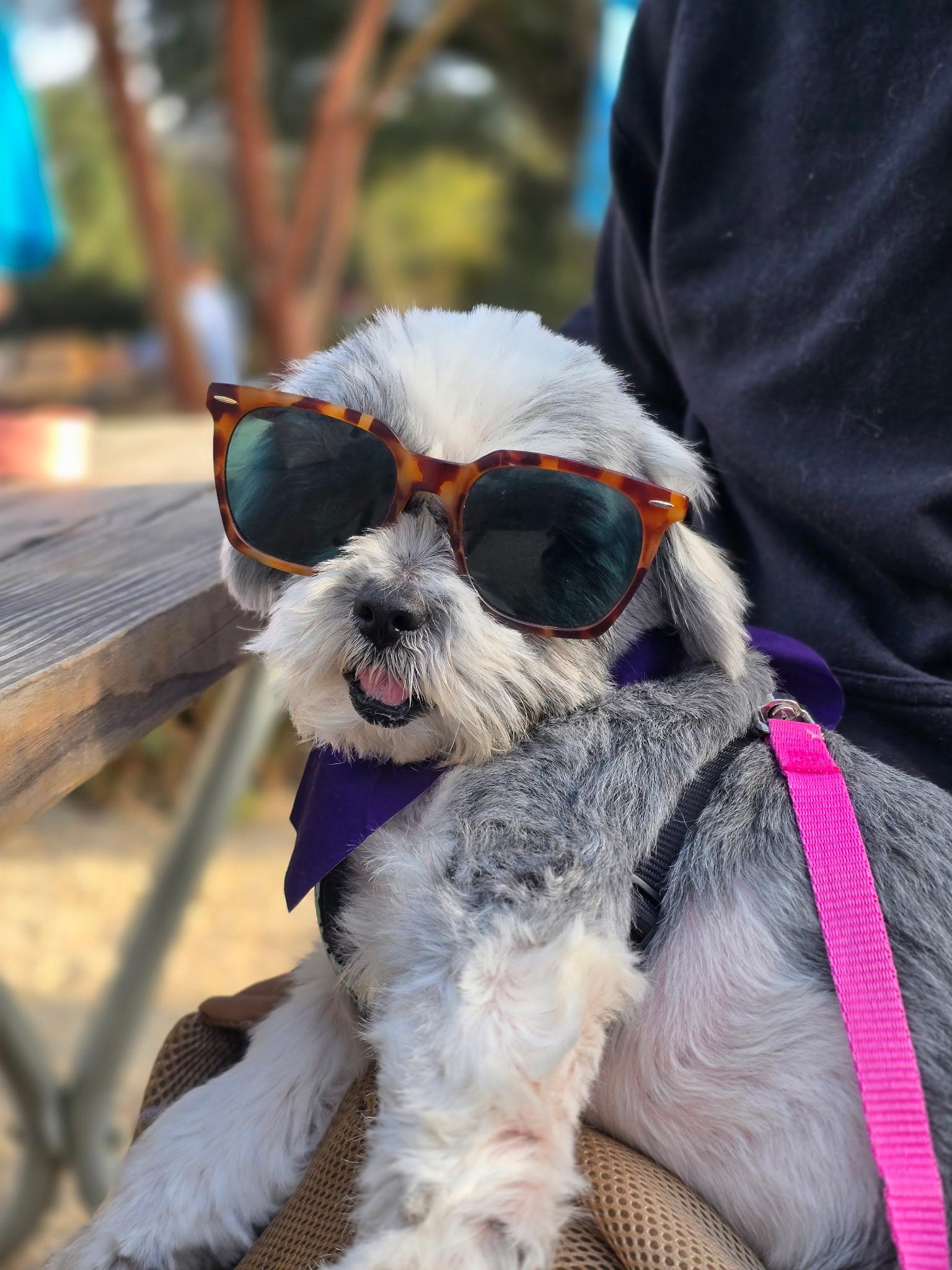 Della, ADOPTABLE, Senior Female Shih Tzu.