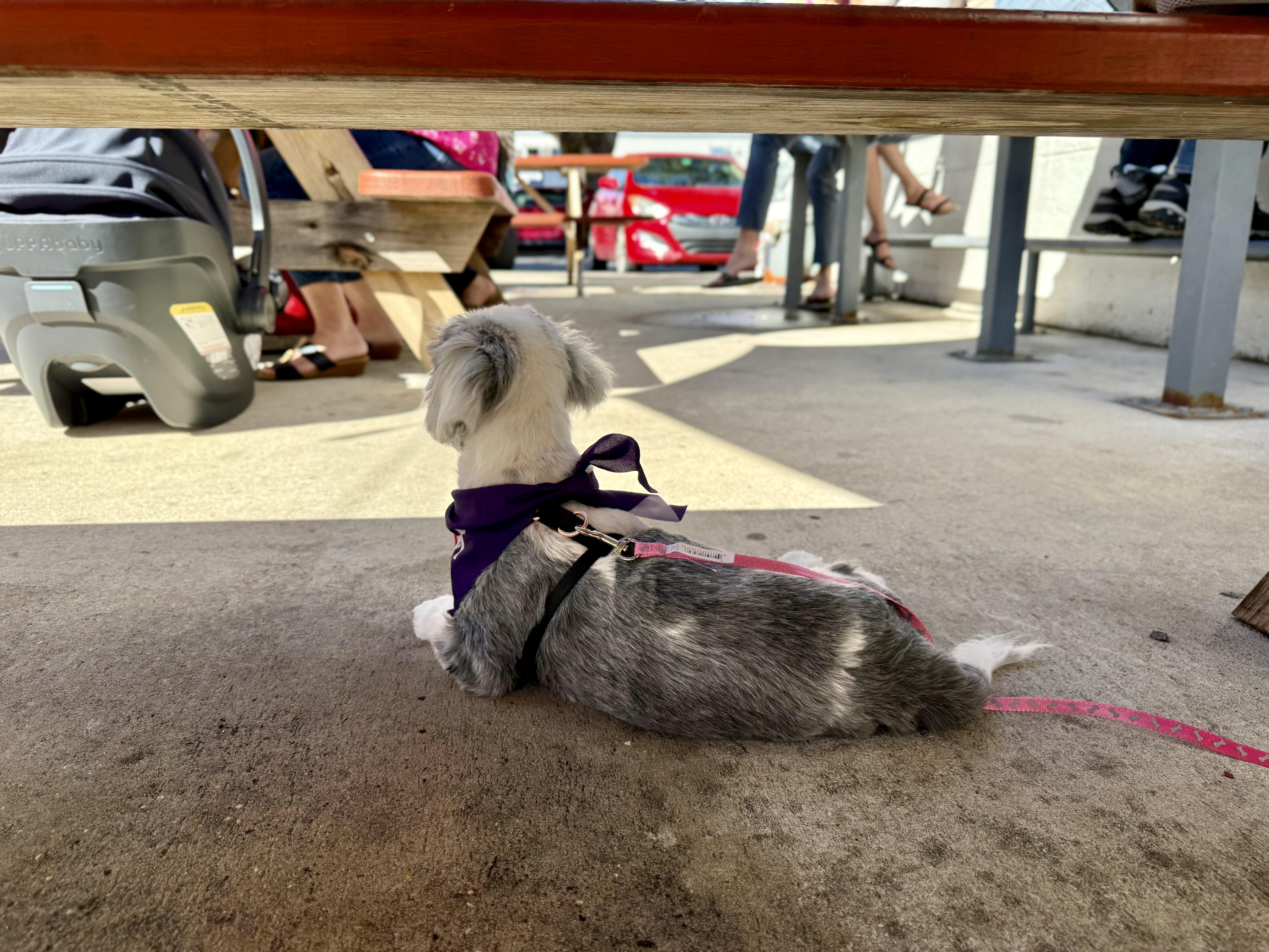 Enlarge Della, a ADOPTABLE Shih Tzu in Milton, FL image 6/6