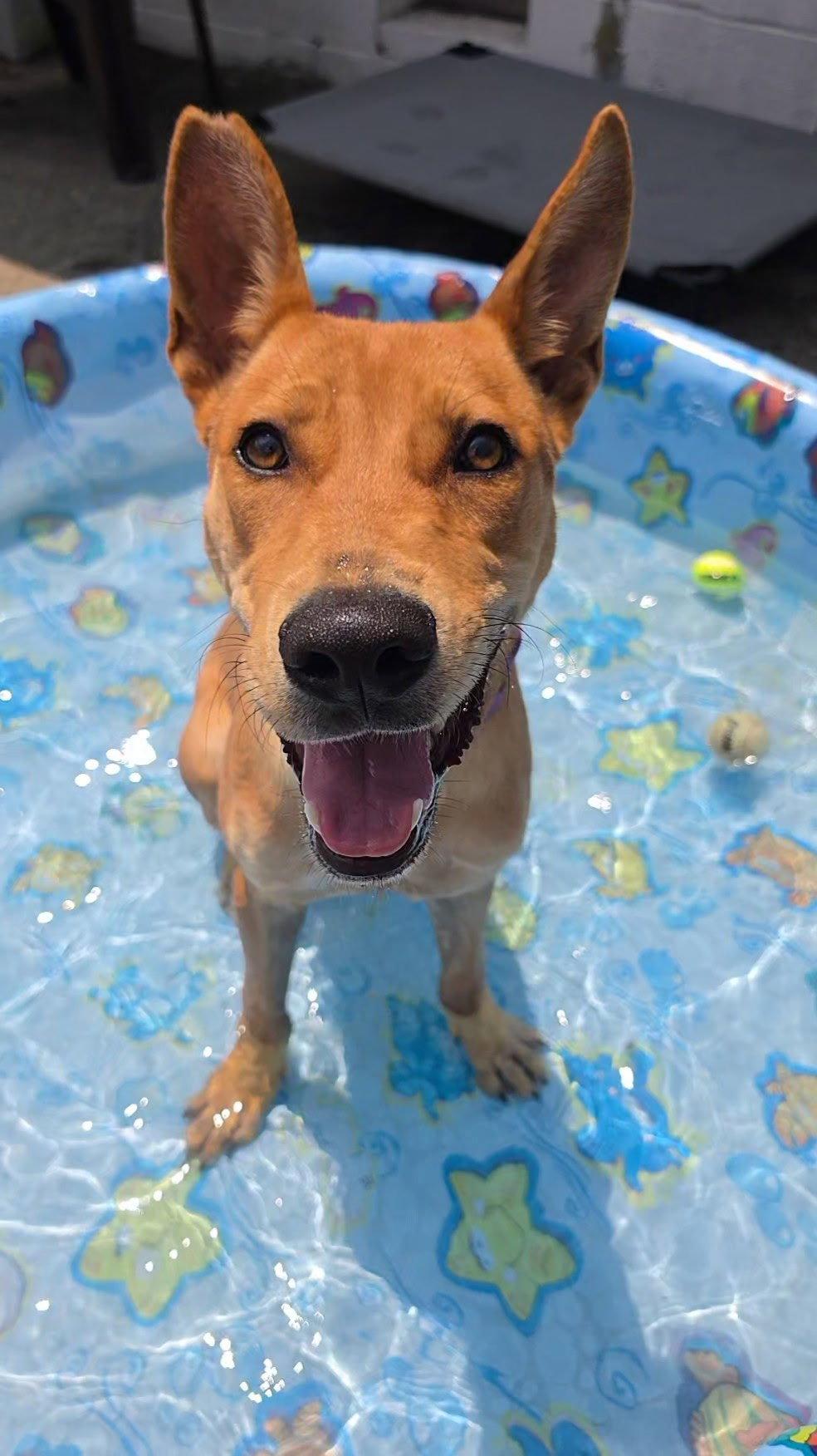Enlarge Fievel SCAS, a Adoptable Basenji in Rockaway, NJ image 1/3