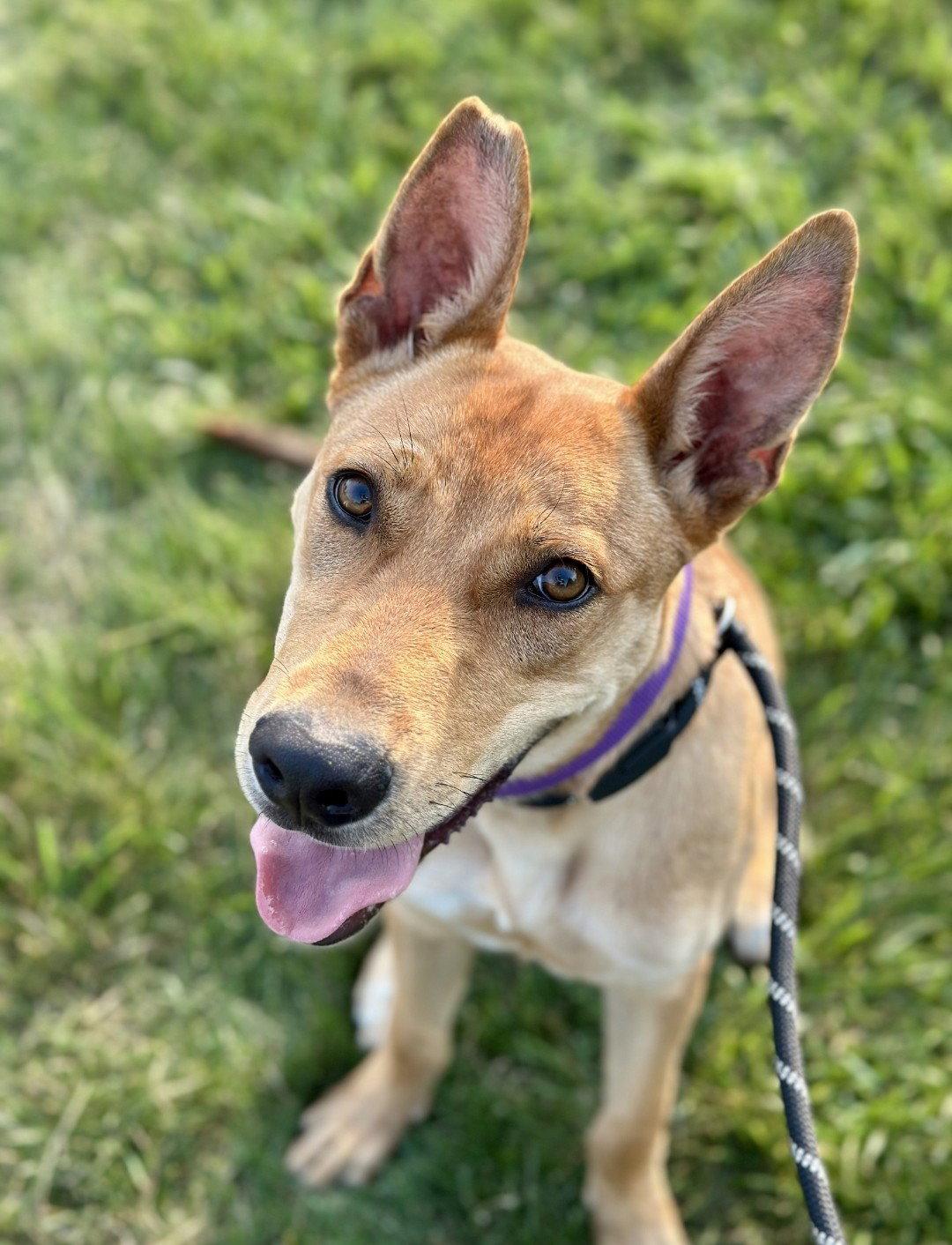 Enlarge Fievel SCAS, a Adoptable Basenji in Rockaway, NJ image 2/3