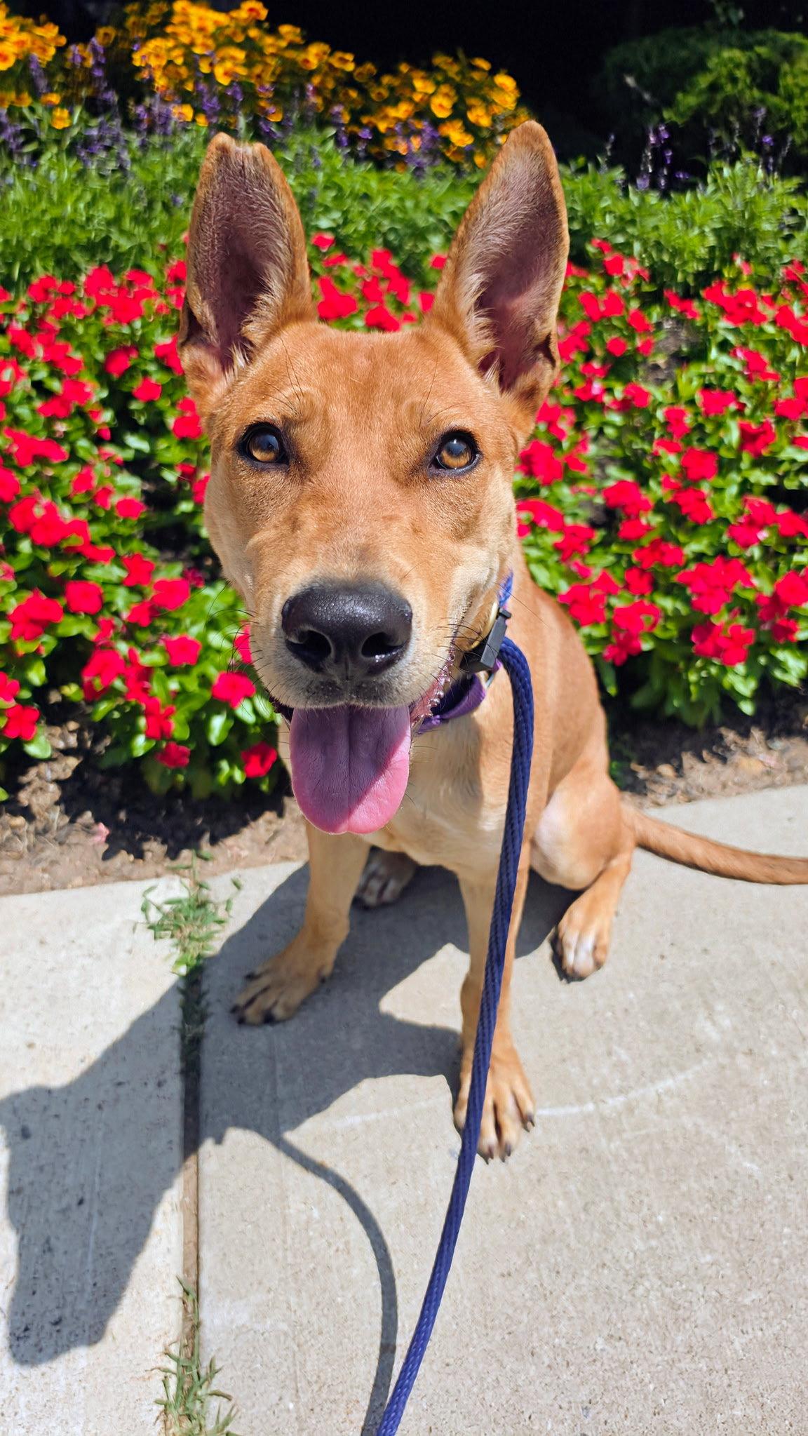 Enlarge Fievel SCAS, a Adoptable Basenji in Rockaway, NJ image 3/3