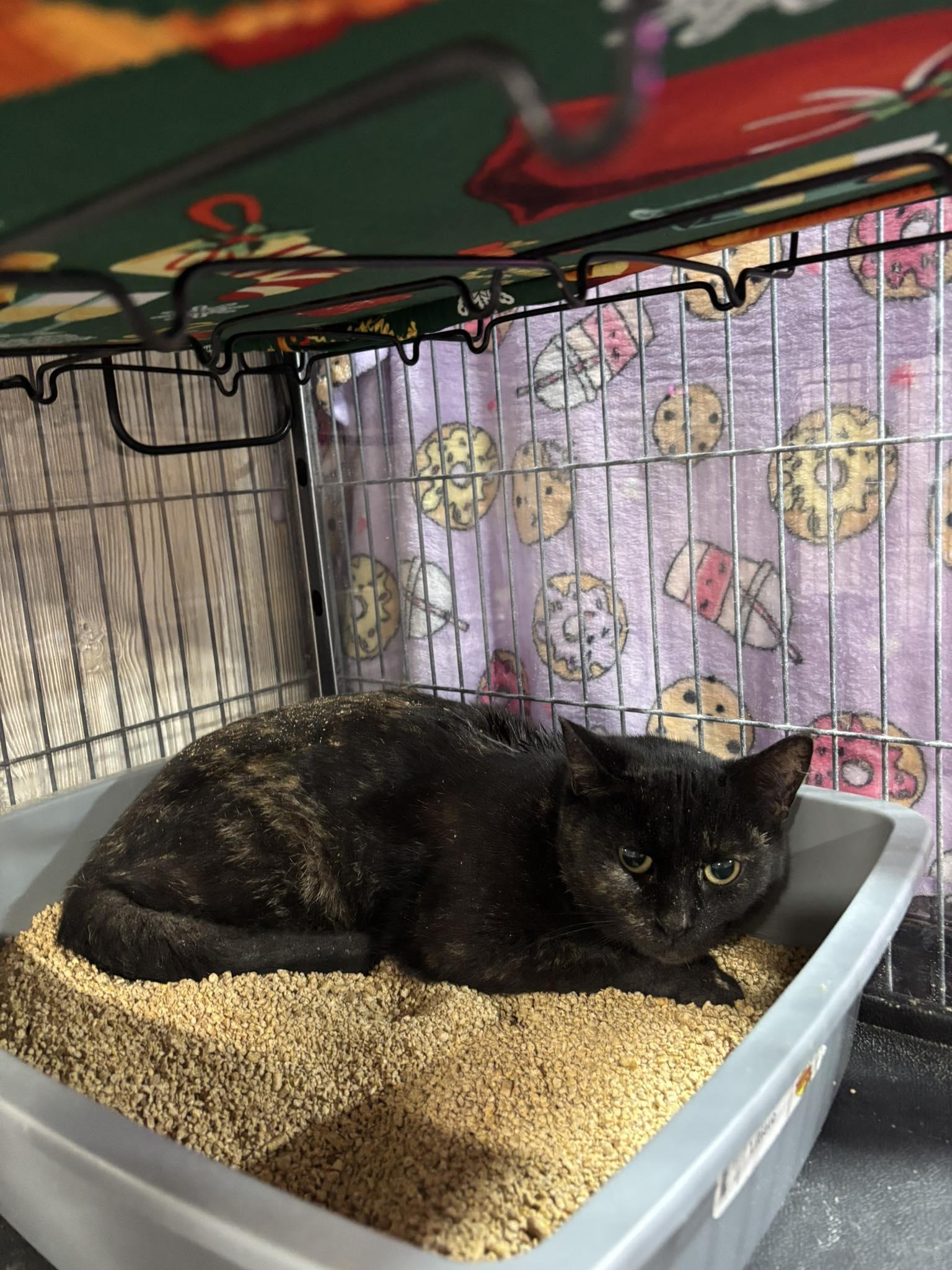 BROWNIE, a Adoptable Domestic Short Hair in Tillsonburg, ON image 4/5