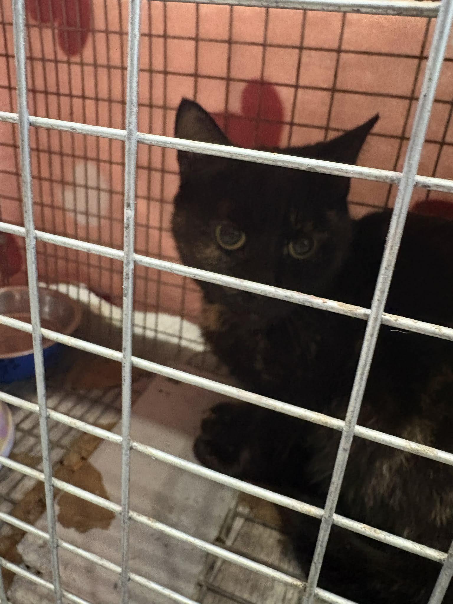BROWNIE, a Adoptable Domestic Short Hair in Tillsonburg, ON image 5/5