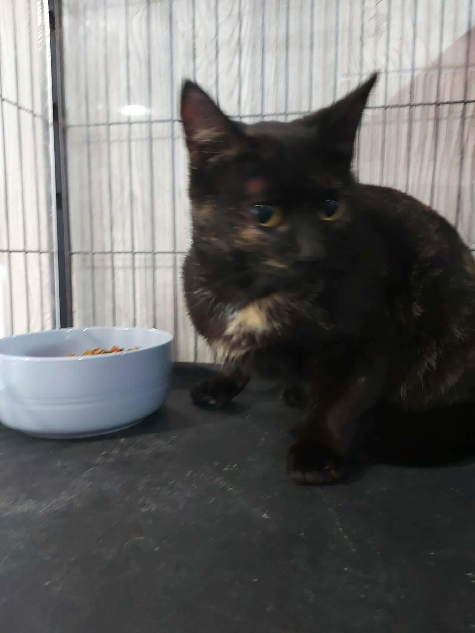 BROWNIE, a Adoptable Domestic Short Hair in Tillsonburg, ON image 2/5