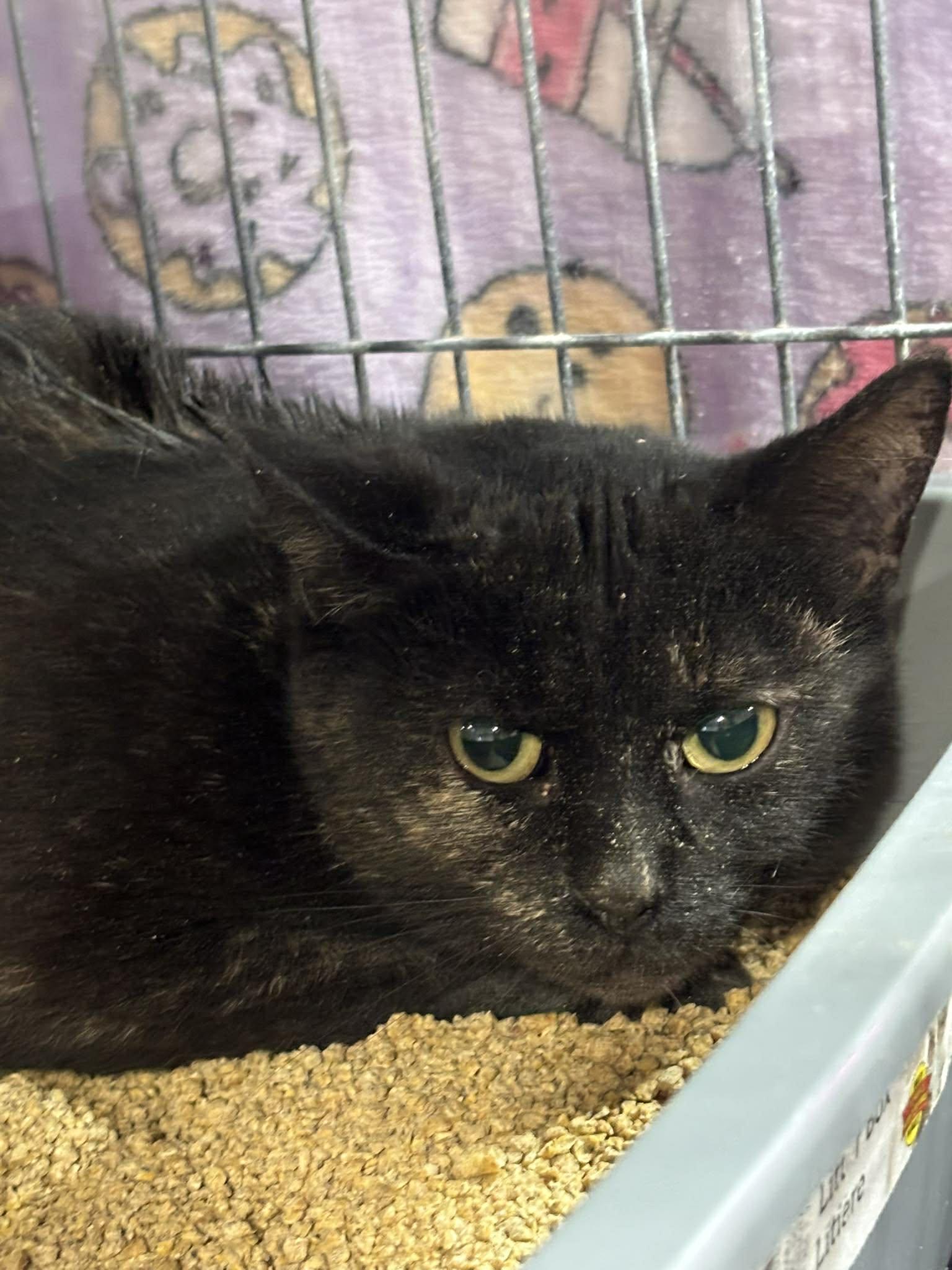 BROWNIE, a Adoptable Domestic Short Hair in Tillsonburg, ON image 3/5