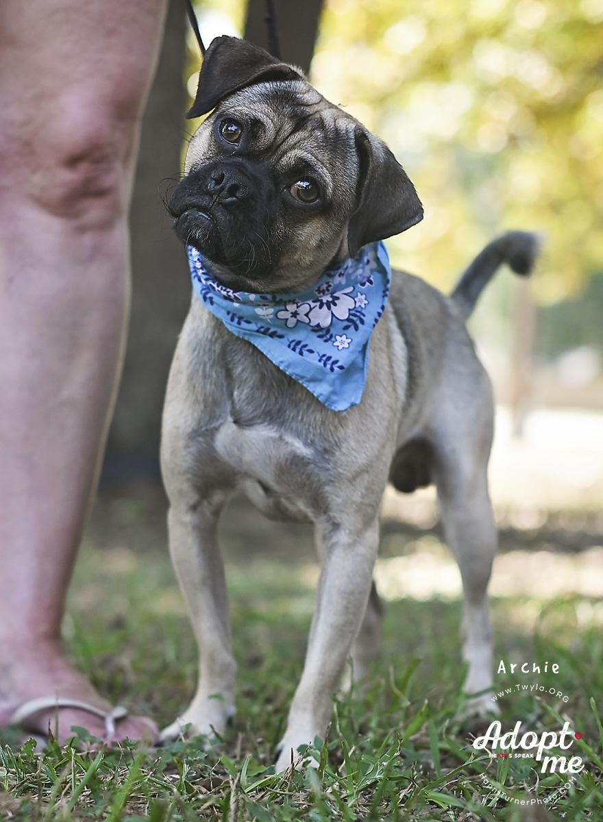 Enlarge Archie, a Adoptable mixed breed in Kingwood, TX image 4/6