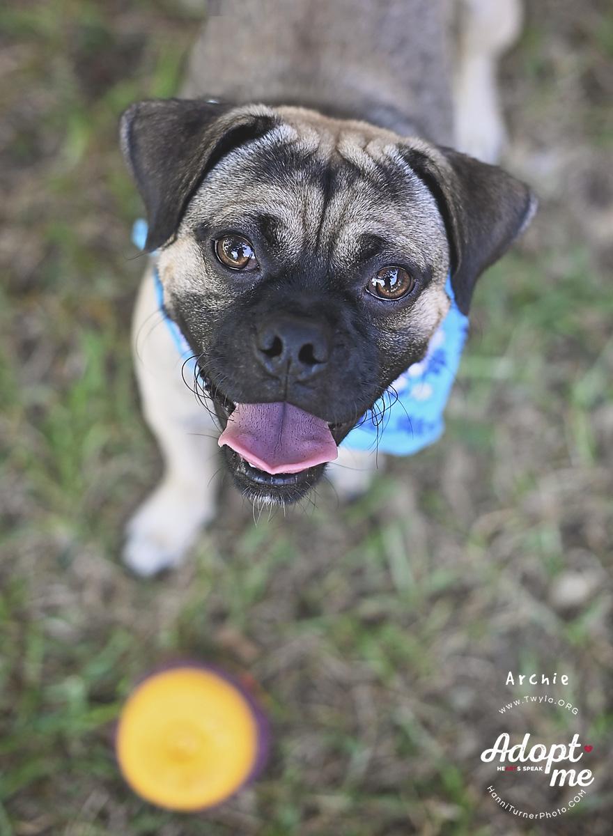 Enlarge Archie, a Adoptable mixed breed in Kingwood, TX image 2/6