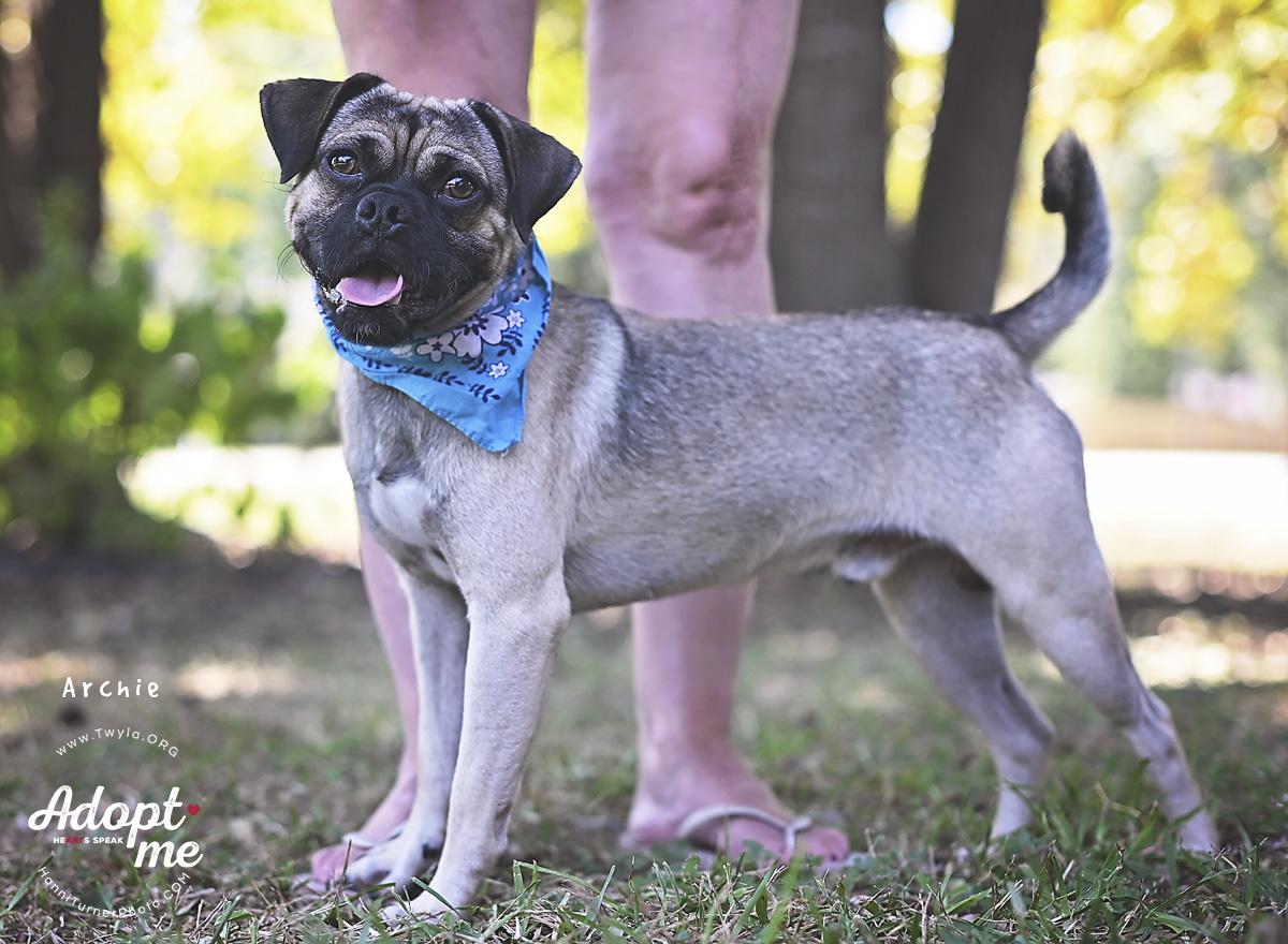 Enlarge Archie, a Adoptable mixed breed in Kingwood, TX image 3/6