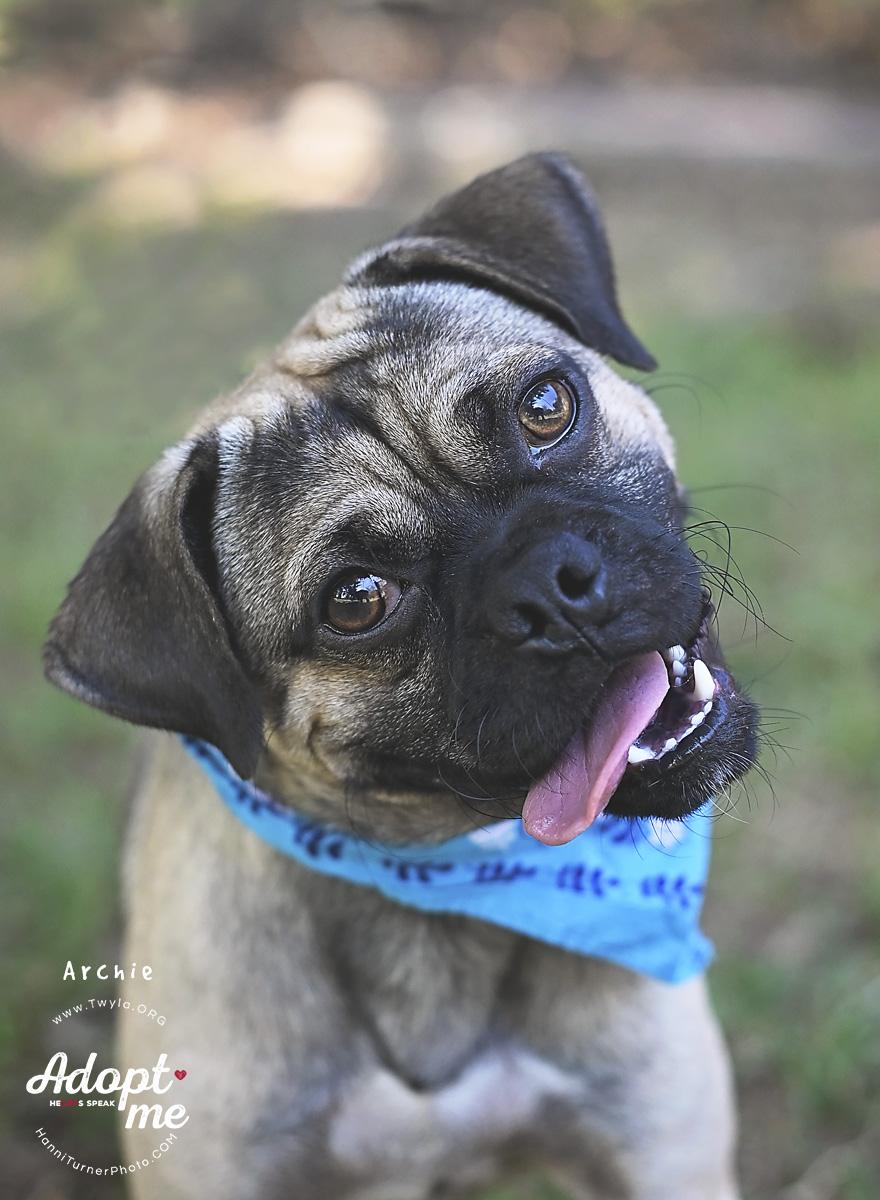 Enlarge Archie, a Adoptable mixed breed in Kingwood, TX image 5/6