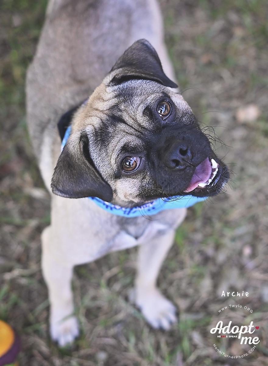 Enlarge Archie, a Adoptable mixed breed in Kingwood, TX image 1/6