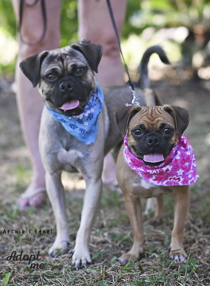 Enlarge Archie, a Adoptable mixed breed in Kingwood, TX image 6/6