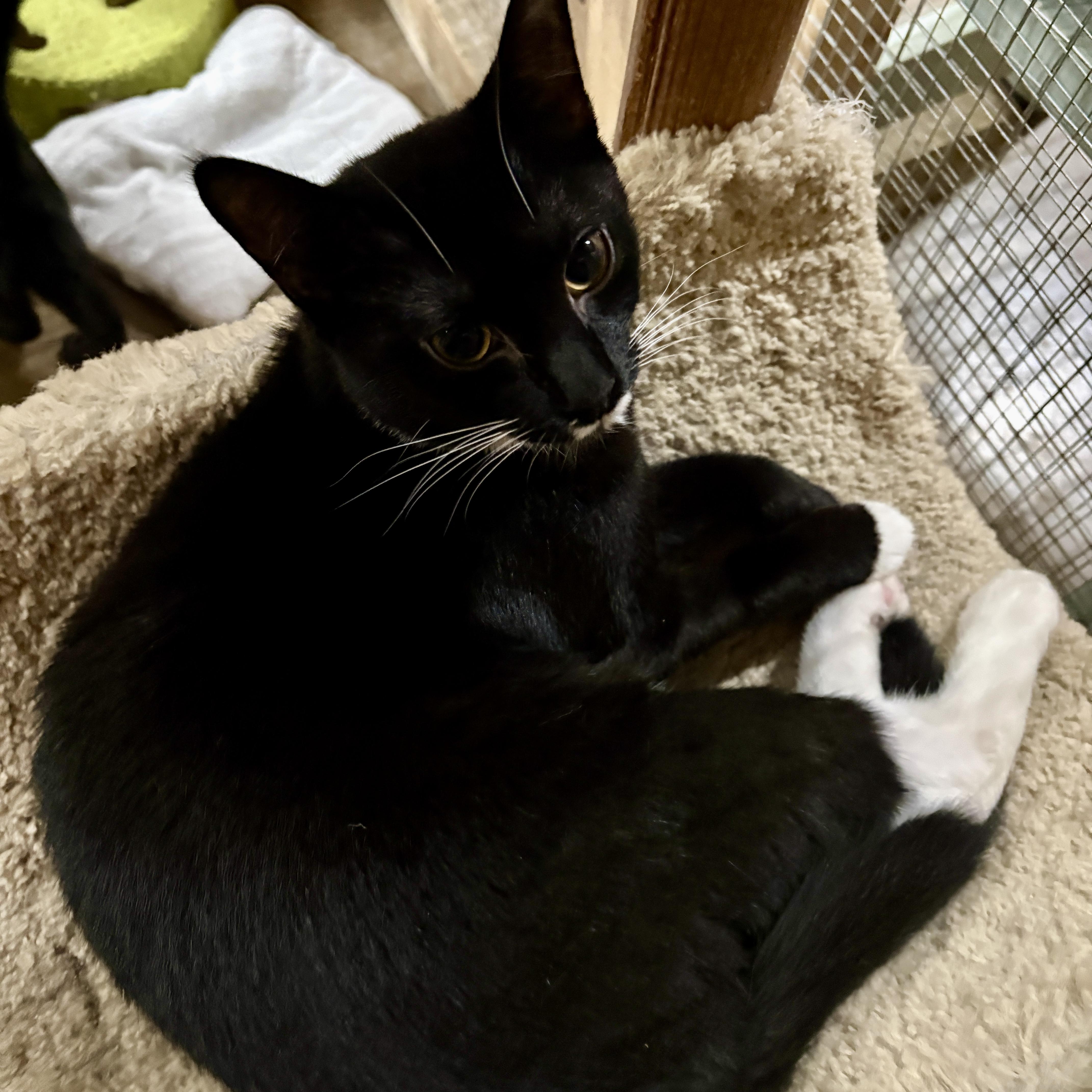 Enlarge Tiny, a Adoptable Domestic Short Hair in Centerville, GA image 1/2