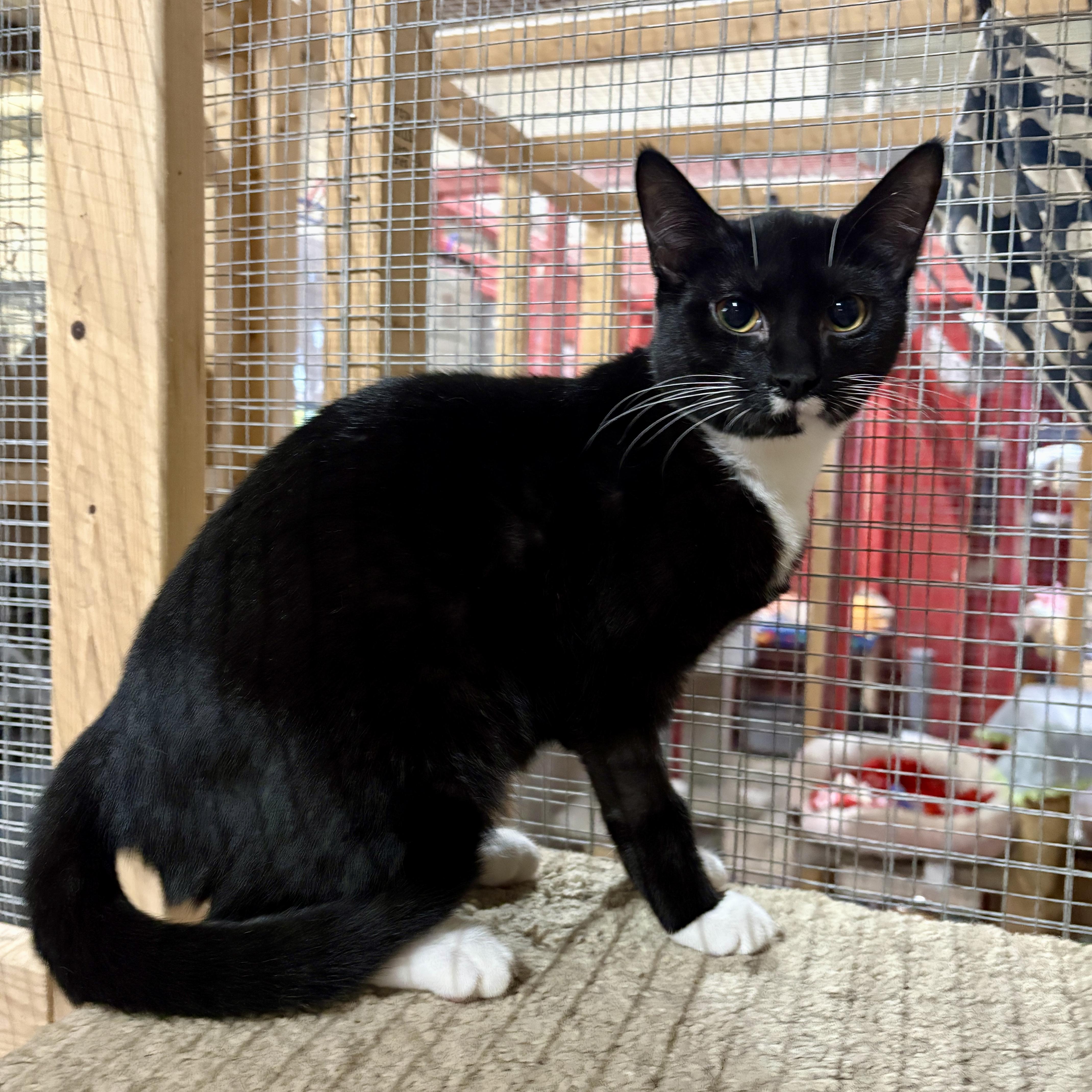 Enlarge Tiny, a Adoptable Domestic Short Hair in Centerville, GA image 2/2